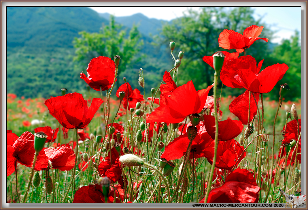 Coquelicots